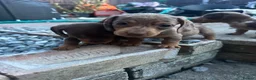 Miniature Dachshund dogs for sale: 6 beautiful miniature dachshund puppies - Advert 12