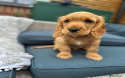 Cocker Spaniel dogs for sale: Stunning KC registered Working Cocker Spaniels  - Image 28