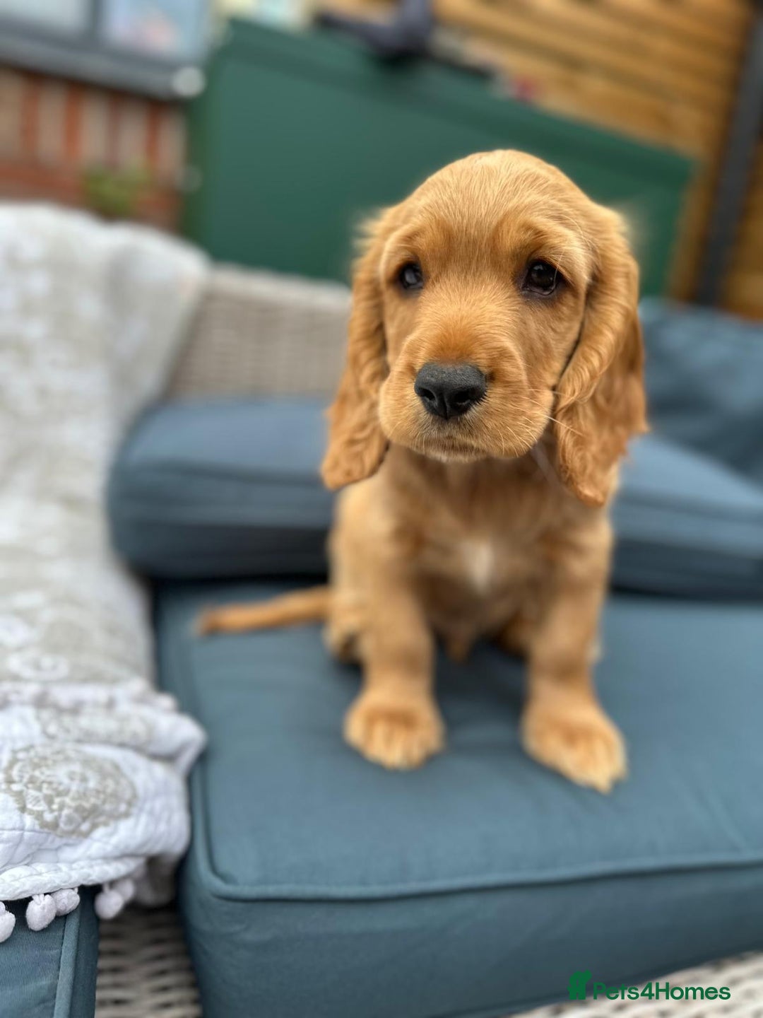 Cocker Spaniel dogs for sale: Stunning KC registered Working Cocker Spaniels  - Image 28