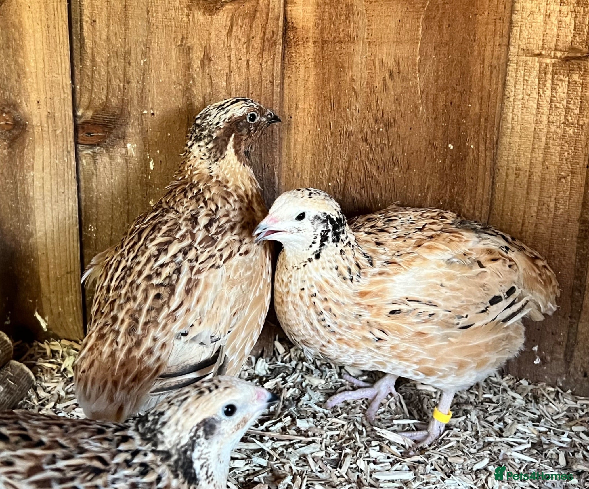 Quail poultry XL Giant Jumbo Italian Quail Hatching Eggs sexab  - Advert 2