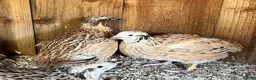 Quail poultry for sale: XL Giant Jumbo Italian Quail Hatching Eggs sexab  - Advert 1
