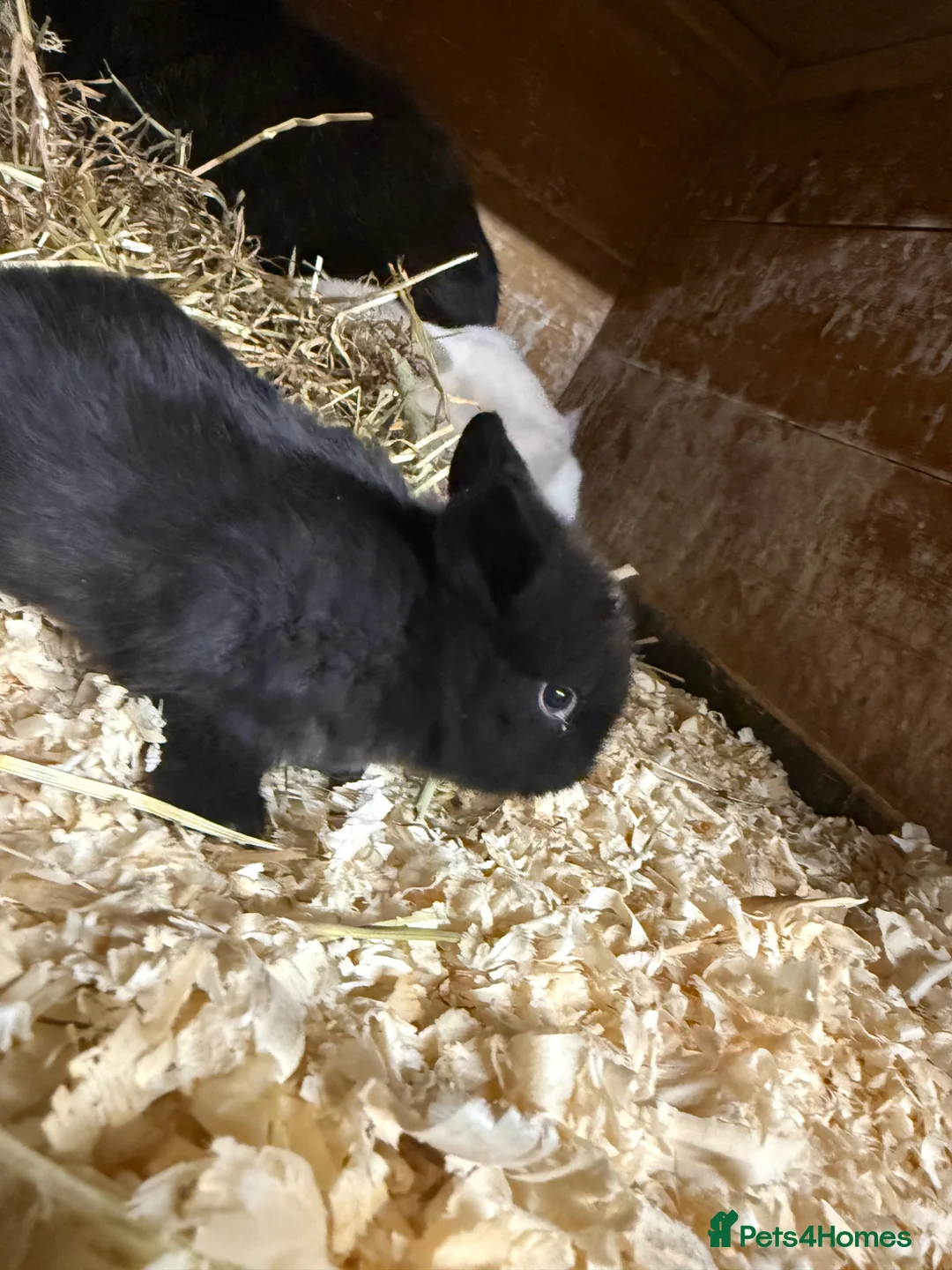 Mini Lop rabbits for sale: Mini lop - Advert 5