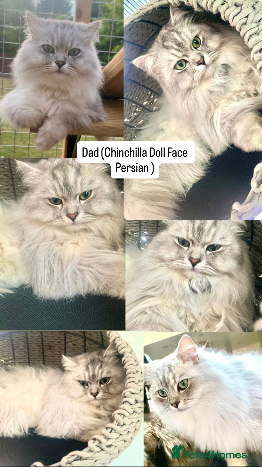 Persian cats for sale: CHOCOLATE PERSIAN KITTENS - Image 5