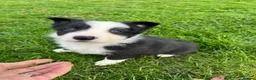 Border Collie dogs for sale: Border collie puppy’s  - Advert 4