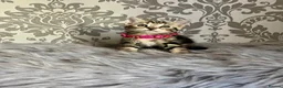 Bengal cats for sale: Bengal kittens🐾 - Advert 5