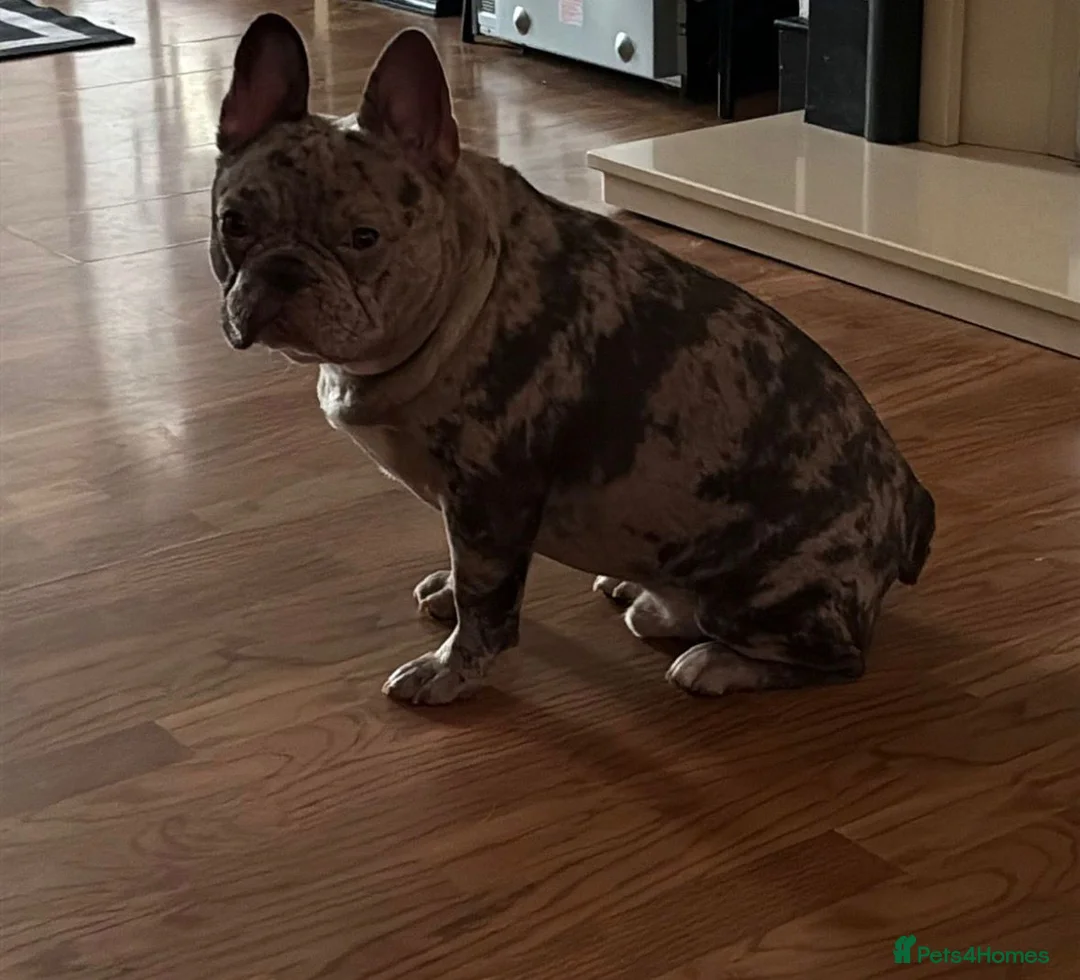 French Bulldog dogs for stud: Patch full Merle French bulldog  in Croydon - Advert 2