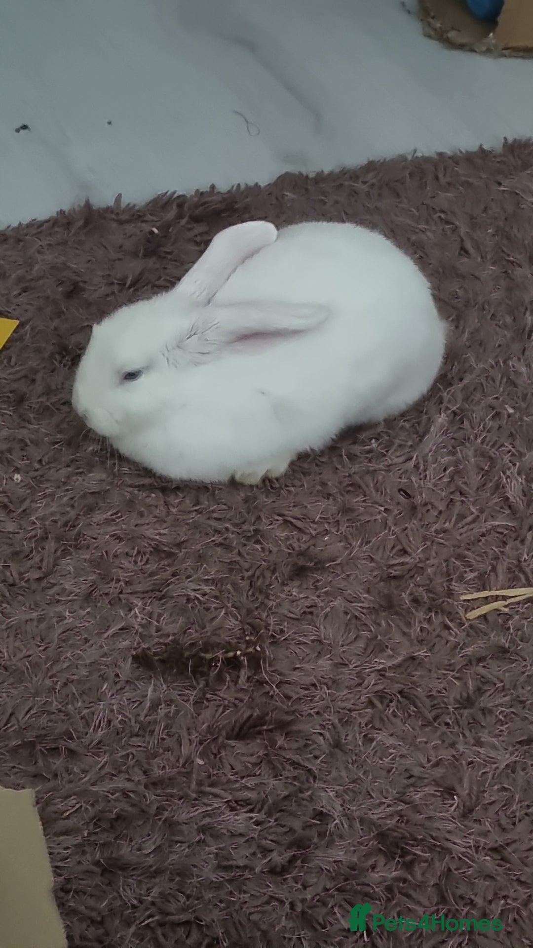 Dwarf Lop rabbits for sale: Pure Breed White Dwarf Lop with blue eyes - Advert 7
