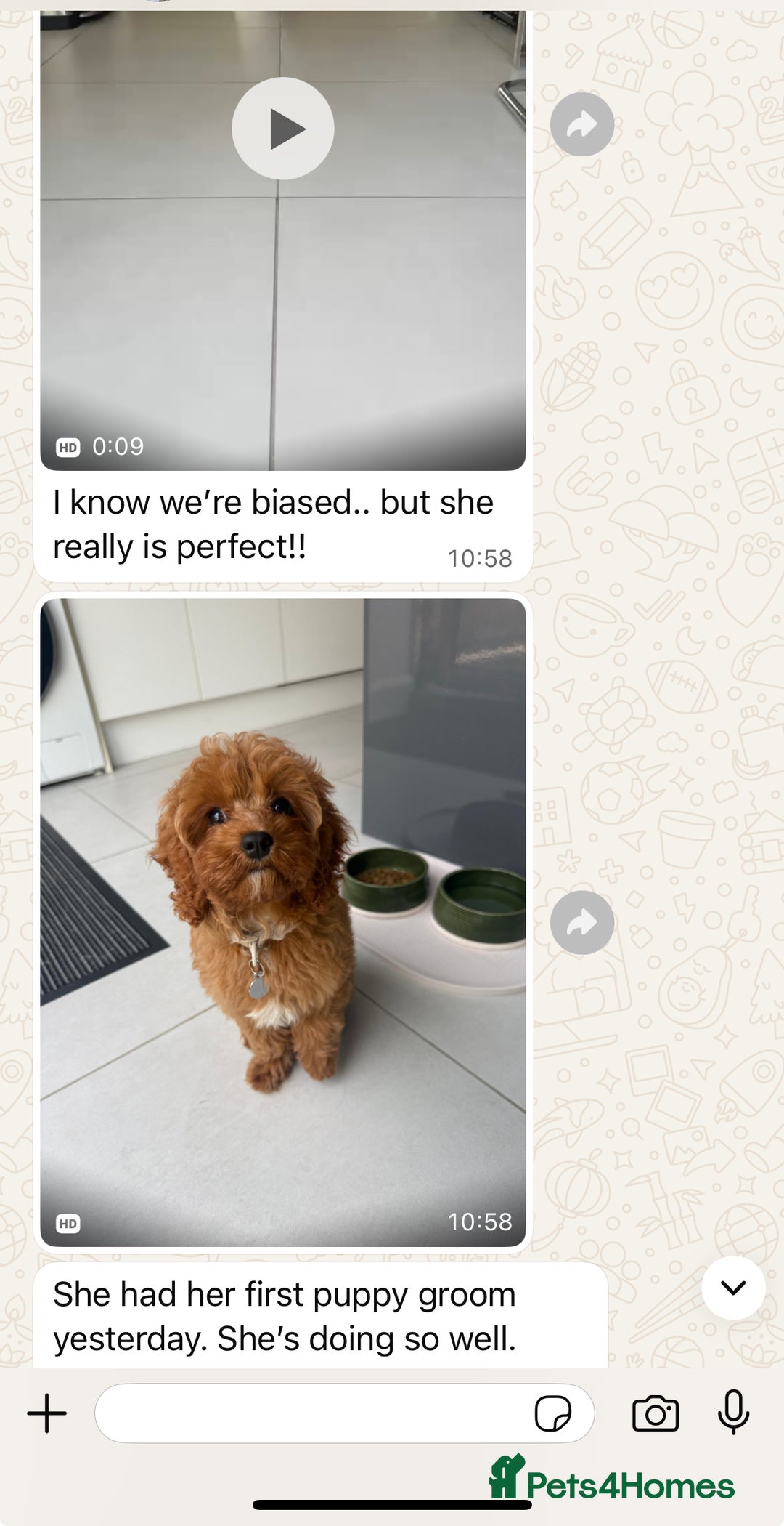 Cavapoo dogs for sale: Top Class Extensively tested Toy Cavapoo pups - Advert 32