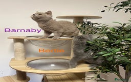 British Shorthair cats for sale: GCCC Registered British Shorthair Boys - Image 4