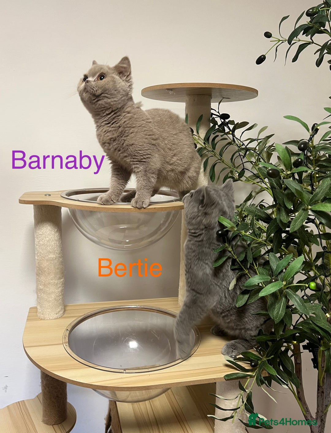 British Shorthair cats for sale: GCCC Registered British Shorthair Boys - Image 4