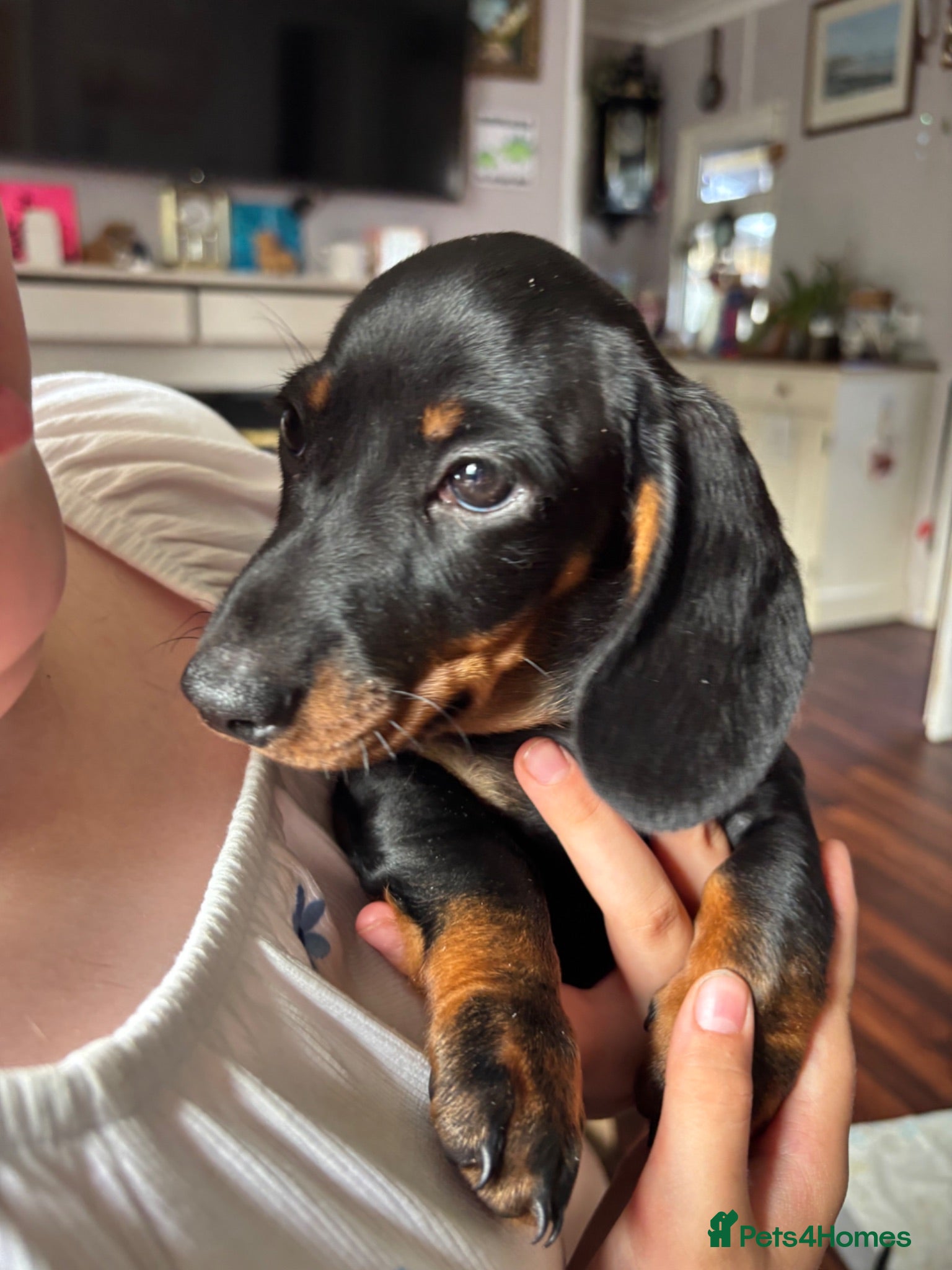 Miniature Dachshund dogs Male Dachund Puppies  - Advert 1