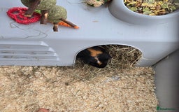 Guinea Pig rodents for sale: 2 x girl gunipgs - Advert 3