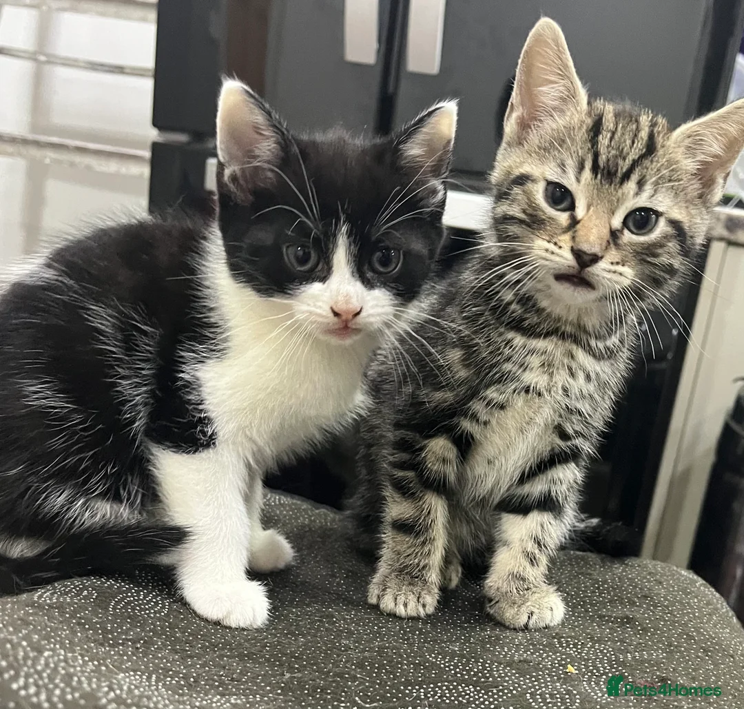 Mixed Breed cats for sale: 2 month old kittens ready for their forever homes  - Advert 7