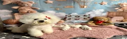 Bichon Frise dogs for sale: Pure Pedigree Champion Bloodline Bichon Frise 🐾 - Advert 4