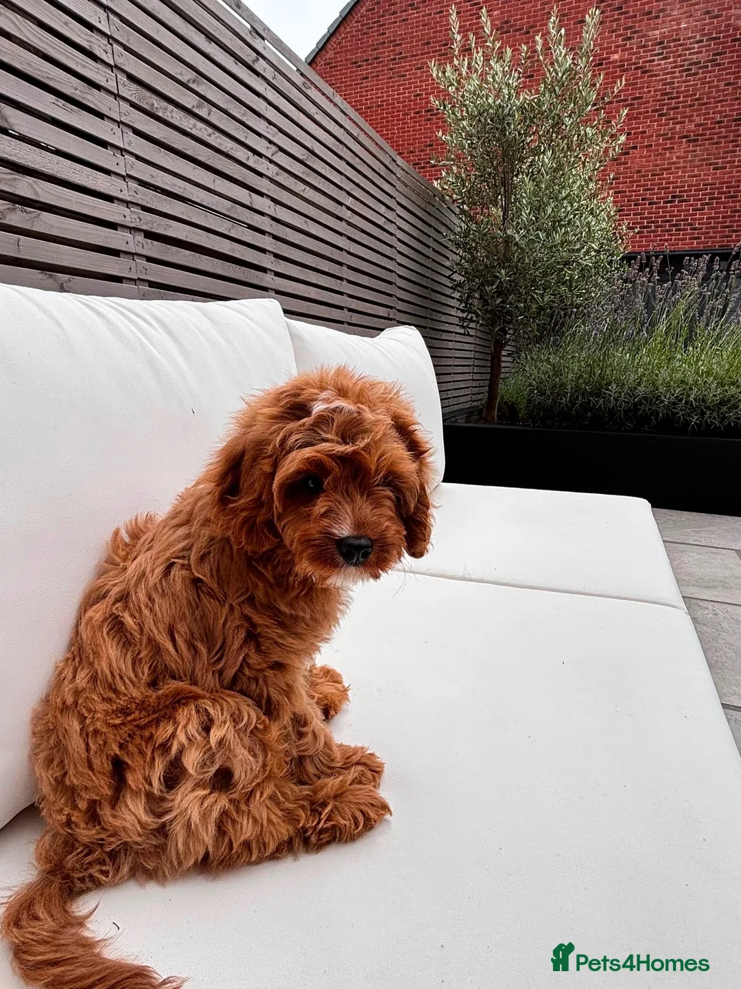 Cavapoo dogs for sale: F1 Cavapoo Puppy for a loving home  - Advert 7