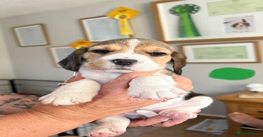 Beagle dogs - Advert 6