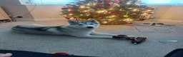 Siberian Husky dogs for sale: Thor  - Advert 4