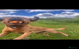 Labrador Retriever dogs for stud: Noah - Fox Red labrador pedigree -For Stud - Image 5