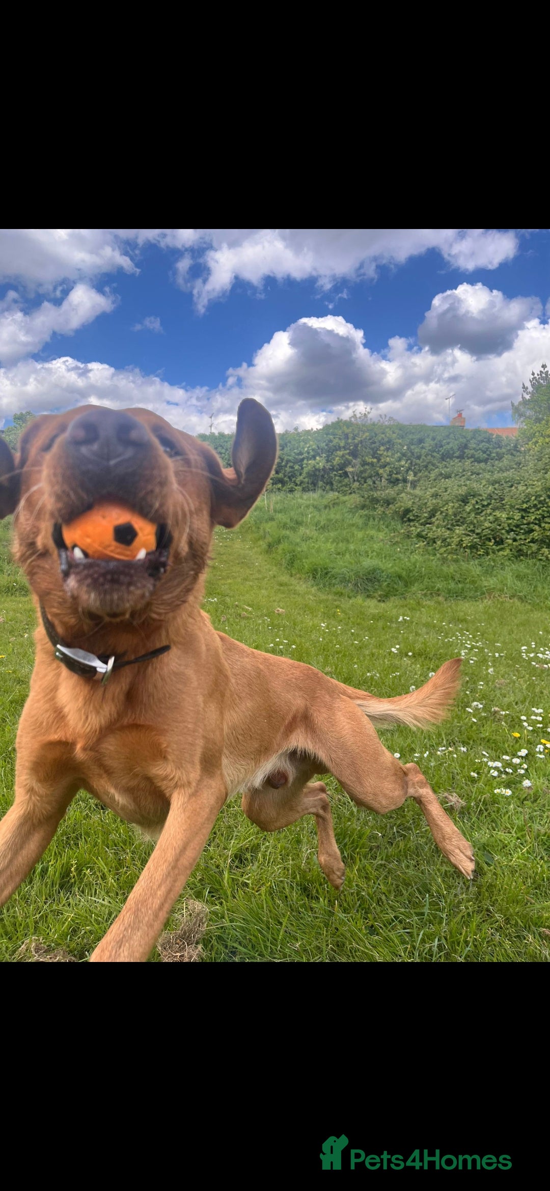 Labrador Retriever dogs for stud: Noah - Fox Red labrador pedigree -For Stud - Image 5