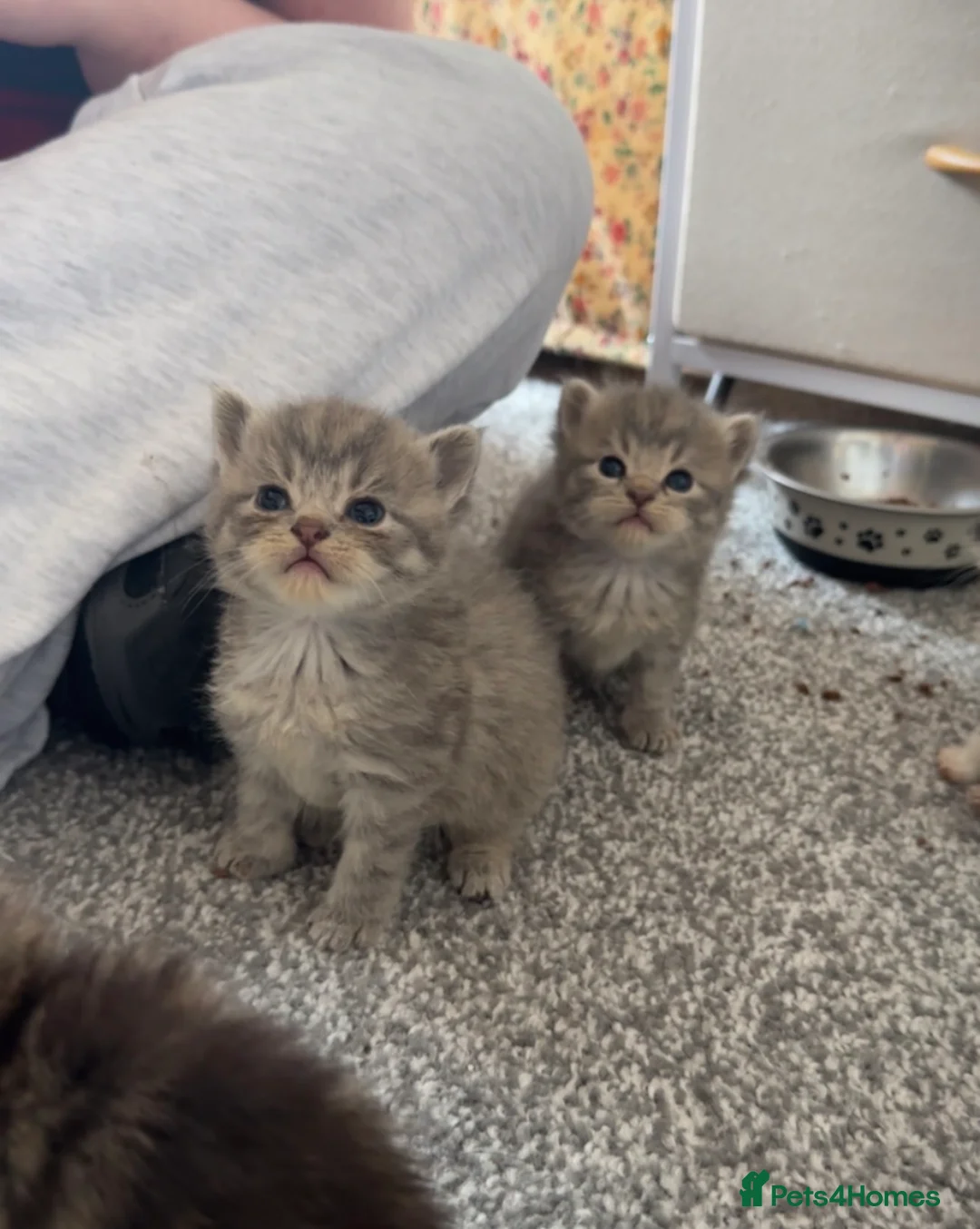 Maine Coon cats for sale: Maine Coon / Persian Mix Kittens - Advert 1