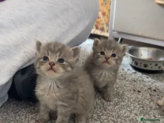 Maine Coon cats Maine Coon / Persian Mix Kittens - Advert 2