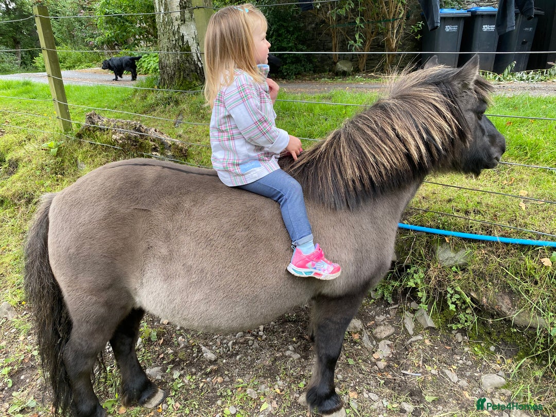 Shetland pony horses for sale: Perfect first pony: a mothers dream - Image 7