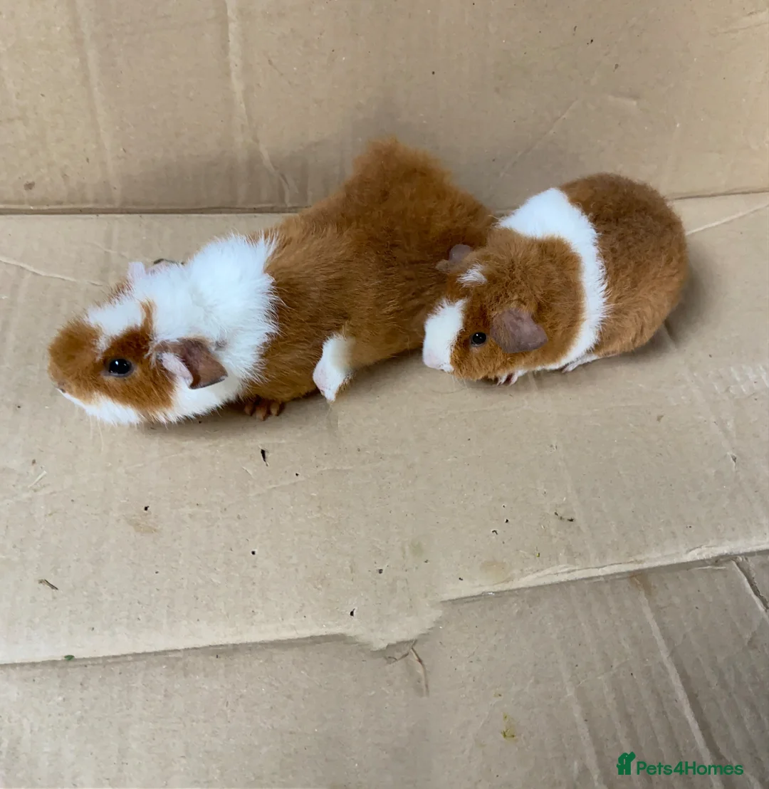 Guinea Pig rodents for sale: Two Baby Male Teddy Guinea Pigs - Advert 5