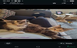 Maine Coon cats for sale: 2 FEMALE MAINECOON KITTENS  - Image 9