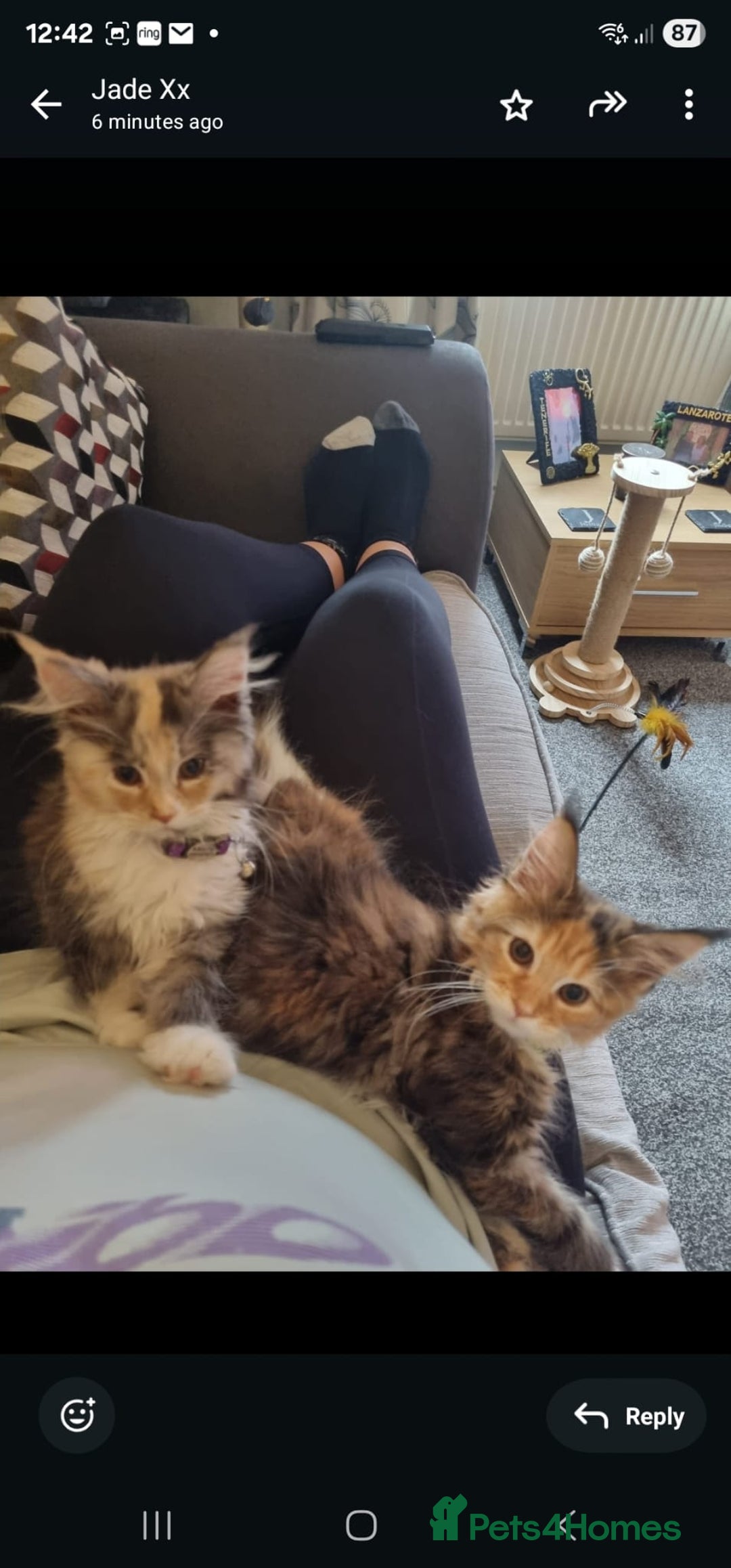 Maine Coon cats for sale: 2 FEMALE MAINECOON KITTENS  - Image 9