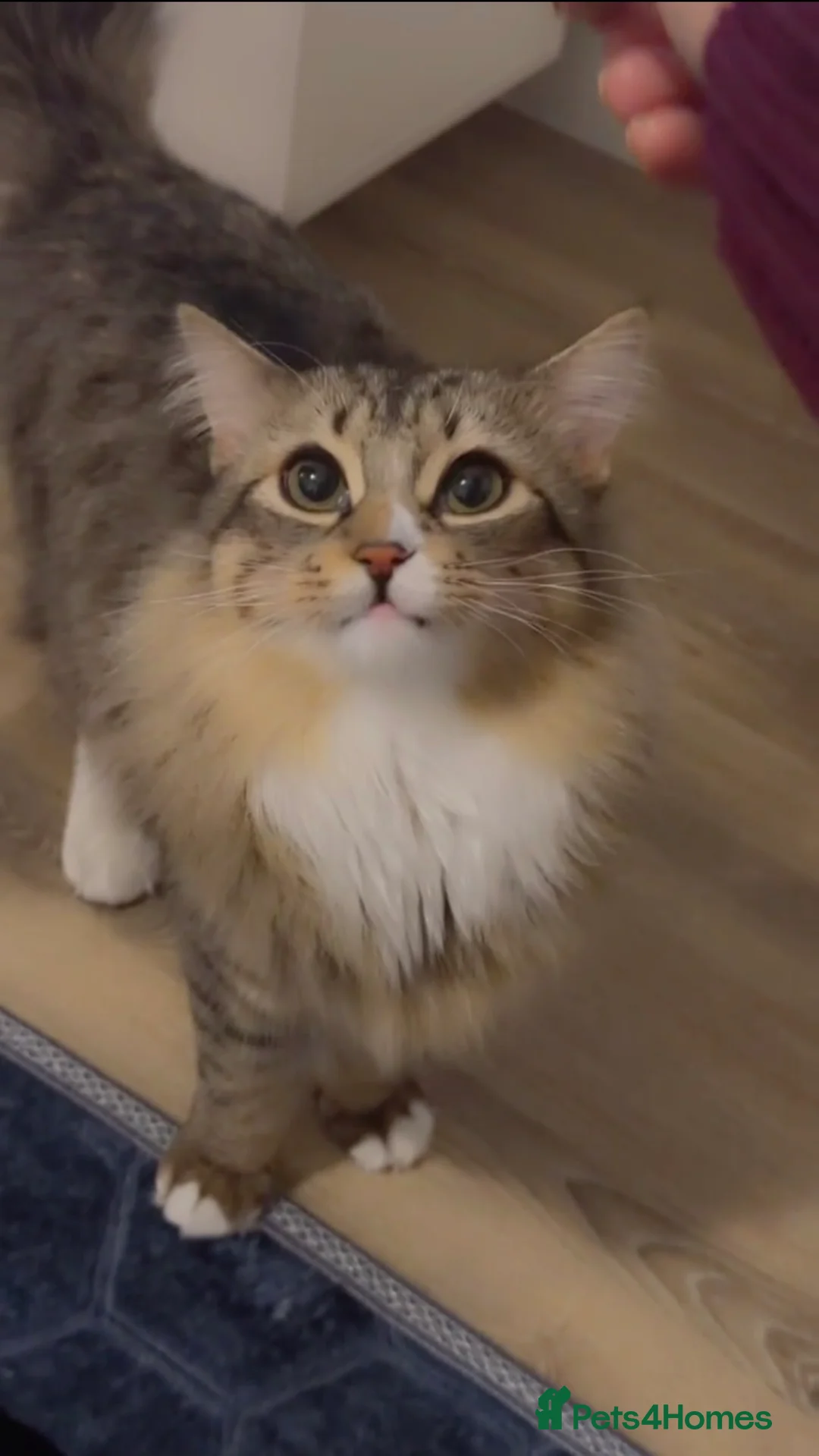 Maine Coon cats for sale: Maine coon cat - Advert 3