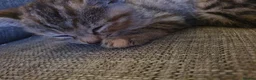 Mixed Breed cats for sale: 3 little boys  - Advert 10