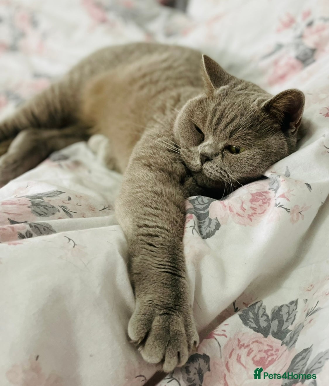 British Shorthair cats 💗 BEAUTIFUL LILAC FEMALE LOOKING 4 A NEW FAMILY  - Advert 1