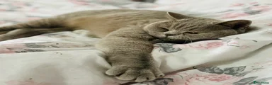 British Shorthair Kitten 1