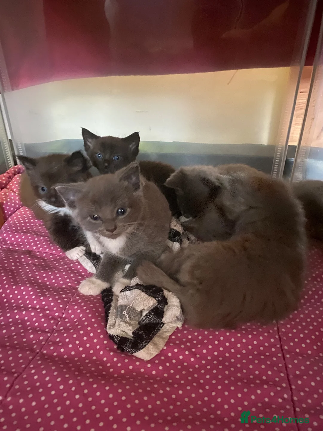 Mixed Breed cats for sale: 5 beautiful kittens  - Advert 1