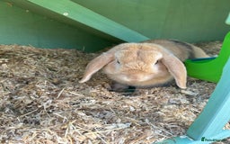 English Lop rabbits for sale: Rabbit with all of his stuff  - Image 3