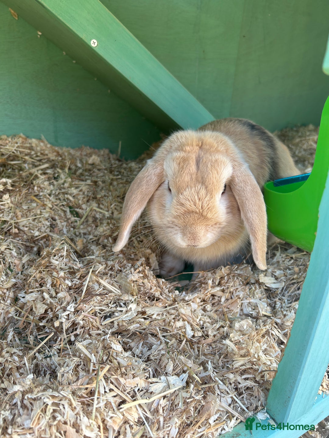 English Lop rabbits for sale: Rabbit with all of his stuff  - Image 3