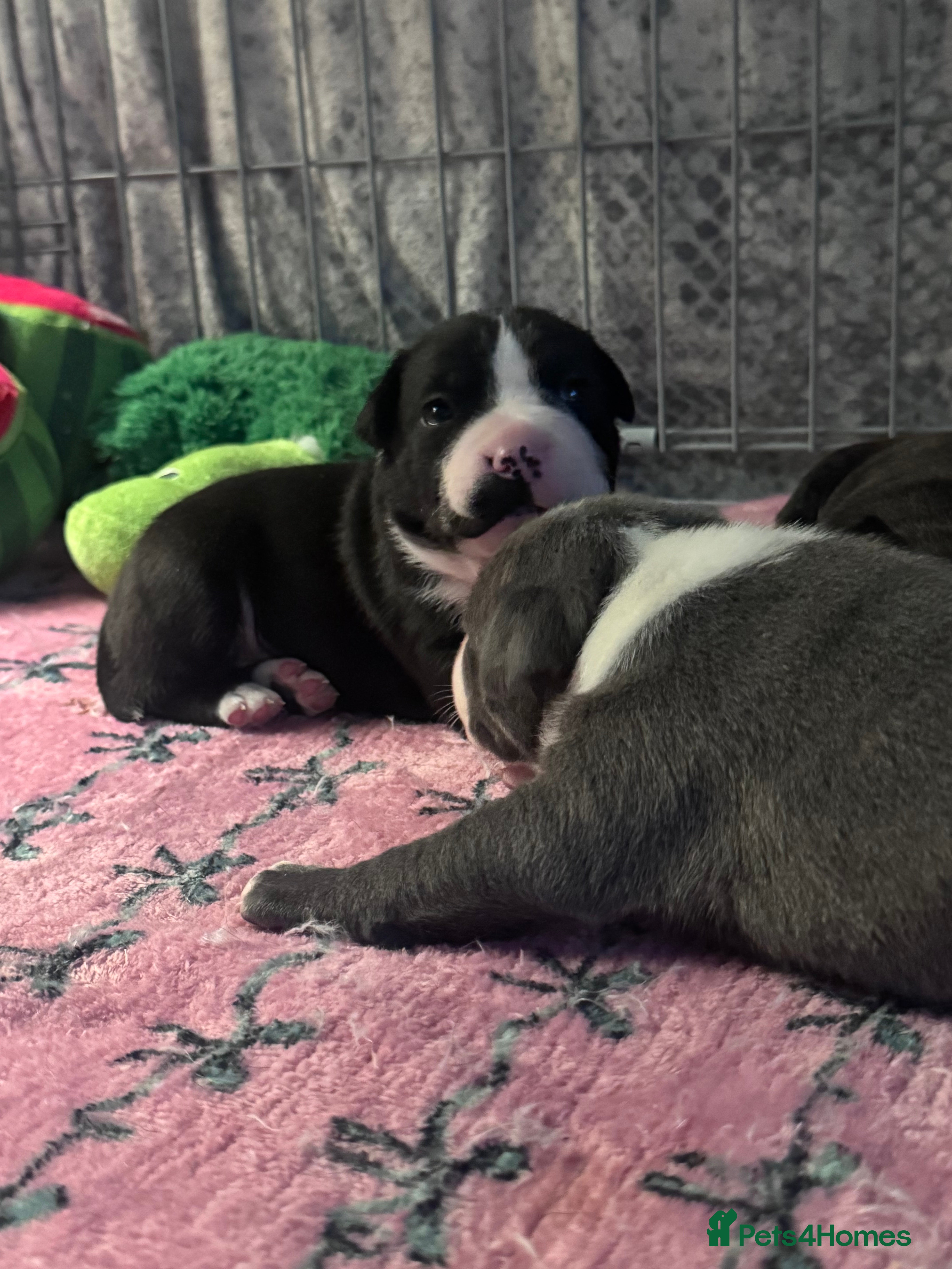 Staffordshire Bull Terrier dogs Staffordshire bull terrier 3 males  - Advert 2