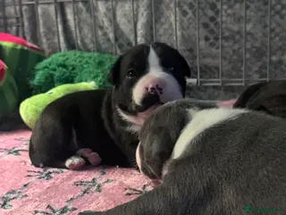 Staffordshire Bull Terrier dogs Staffordshire bull terrier 3 males - Advert 1