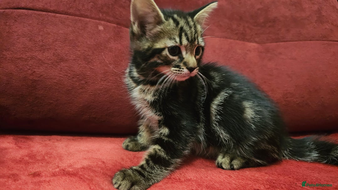 Mixed Breed cats for sale: adorable kittens are looking for a new home - Image 13