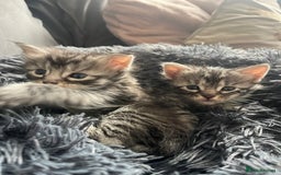 Maine Coon cats for sale: Maine coone kittens  - Image 12