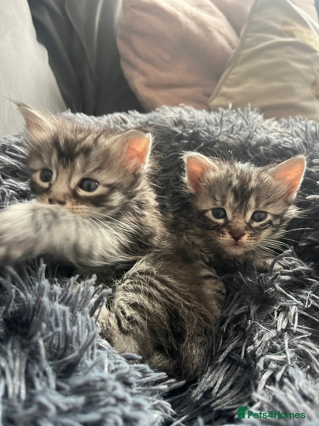 Maine Coon cats for sale: Maine coone kittens  - Image 12