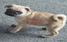 Pug dogs for sale: 🐾 Adorable Pug Puppies Ready for Forever Homes!  - Image 2