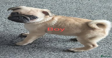 Pug dogs - Advert 12