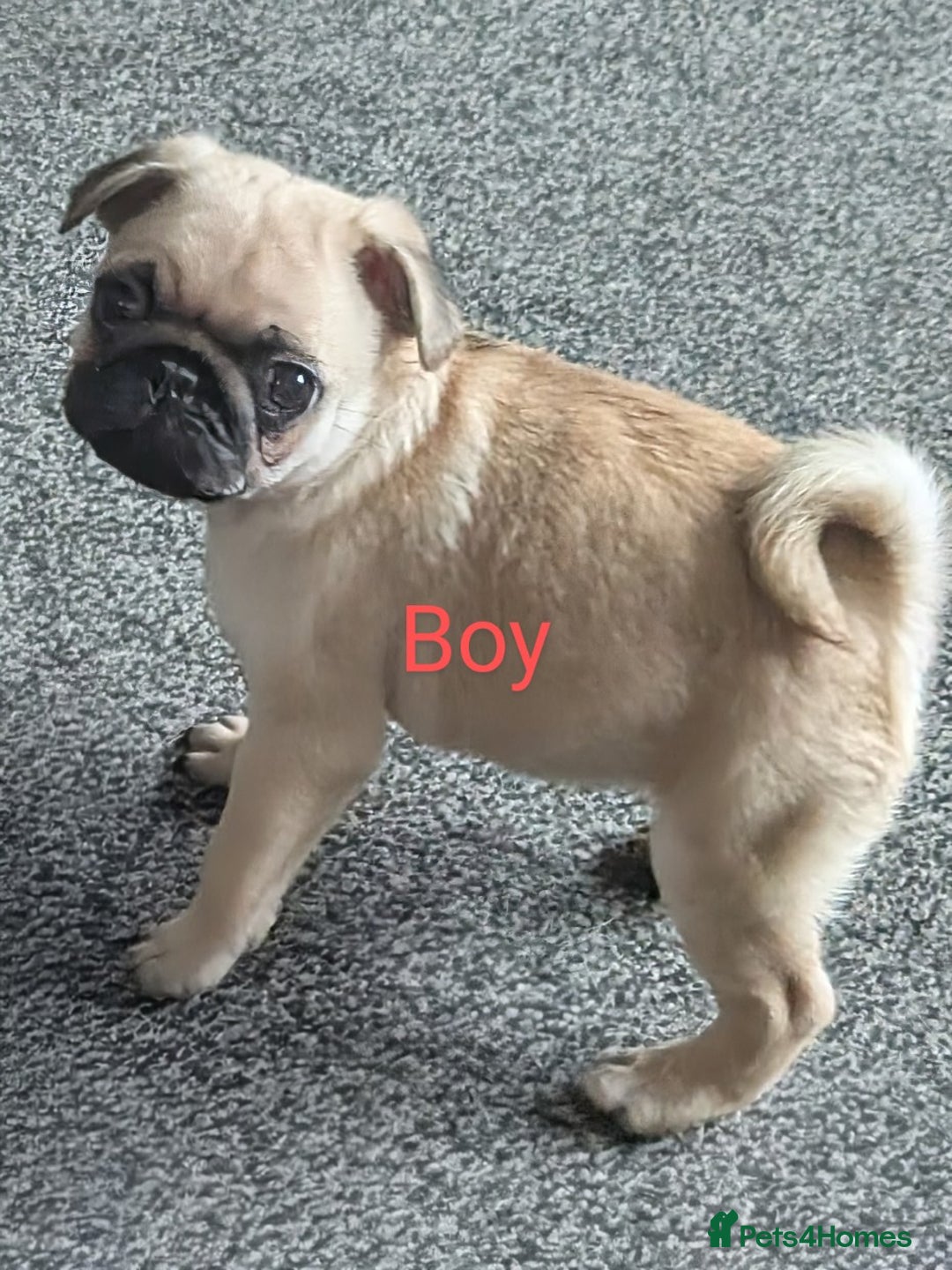 Pug dogs for sale: 🐾 Adorable Pug Puppies Ready for Forever Homes!  - Image 2