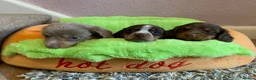 Miniature Dachshund dogs for sale: Just 2 long coat miniature dachshund puppies left - Advert 17