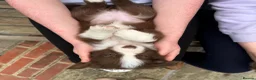 Border Collie dogs for sale: Quality Red & White Border Collie Puppies - Advert 6