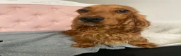 Cocker Spaniel dogs for sale: Show cocker spaniels - Advert 6