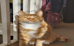 Turkish Van cats for sale: Domestic shorthair x Turkish Van ginger female - Image 1