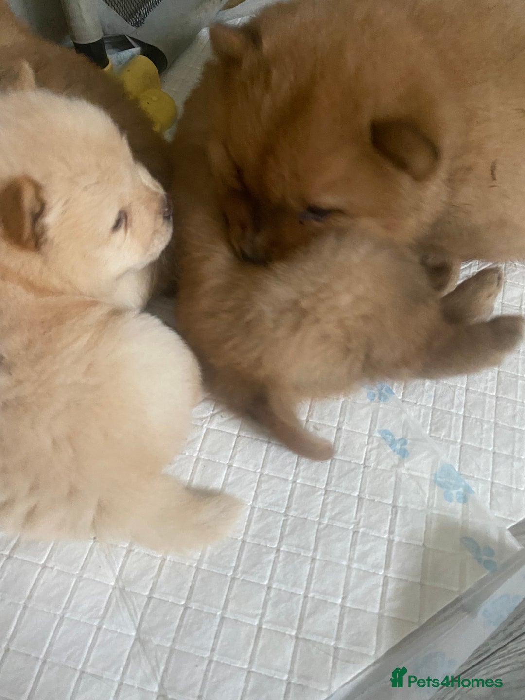 Chow Chow dogs for sale: Chow chow puppies  - Advert 11