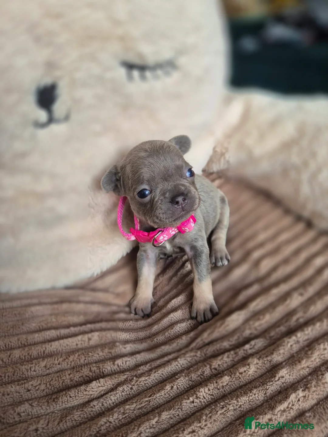 French Bulldog dogs for sale: Little French bulldog  - Advert 6